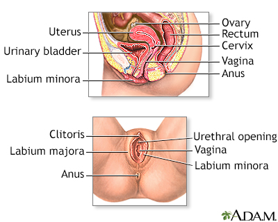 Female reproductive anatomy