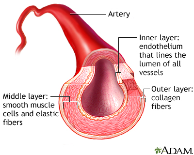 Artery cut section