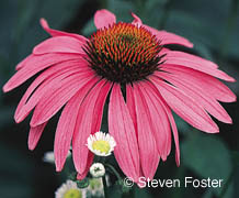 Echinacea