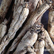 Asian Ginseng