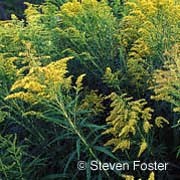 Goldenrod