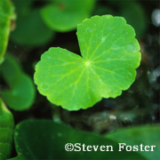 Gotu Kola