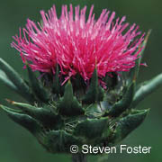 Milk Thistle