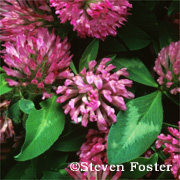 Red Clover