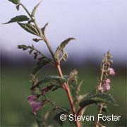 Skullcap