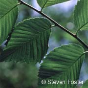 Slippery Elm