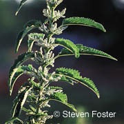 Stinging Nettle