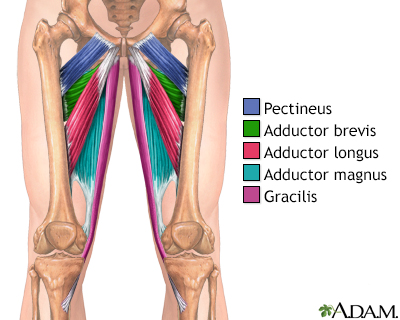 Groin muscles