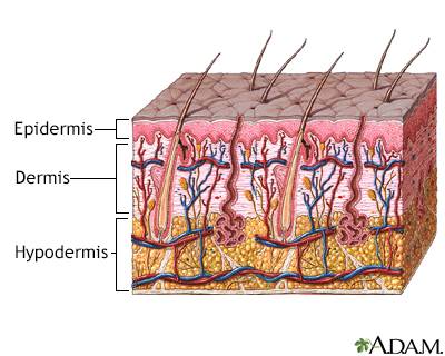 Skin layers